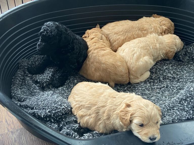 Cockapoo puppies - Image 2 of 5