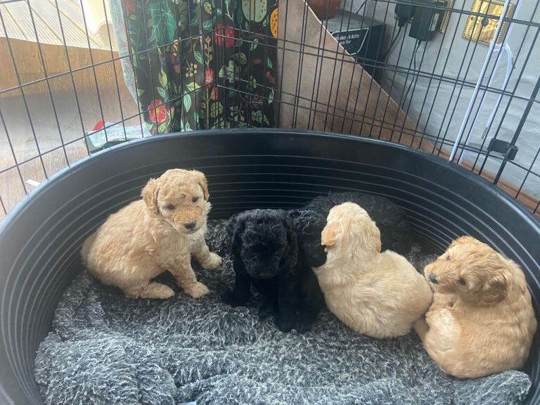 Cockapoo puppies - Image 3 of 5