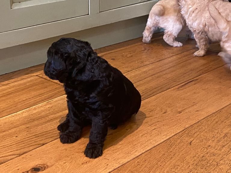 Cockapoo puppies - Image 4 of 5