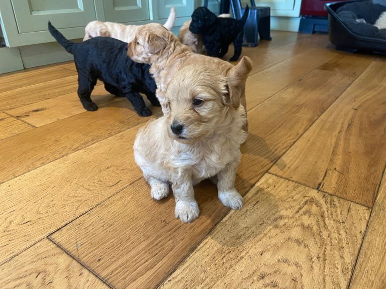 Cockapoo puppies - Image 5 of 5