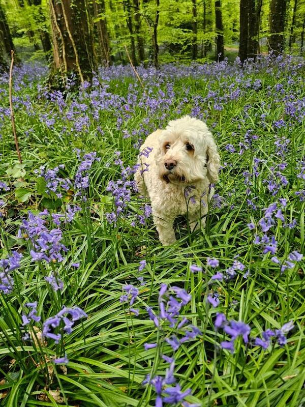 Cockapoo puppies - Image 2 of 6