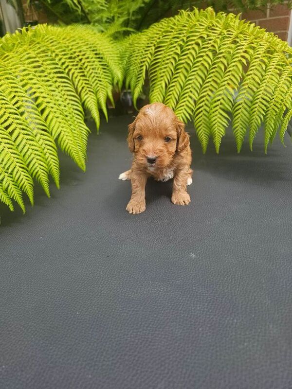 Cockapoo puppies - Image 3 of 6