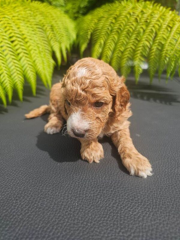 Cockapoo puppies - Image 4 of 6