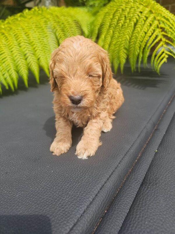 Cockapoo puppies - Image 5 of 6