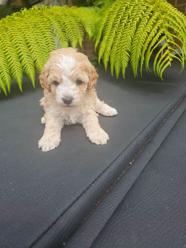 Cockapoo puppies - Image 6 of 6