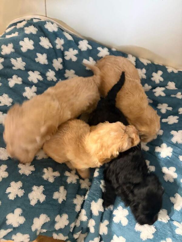 Cockapoo puppies