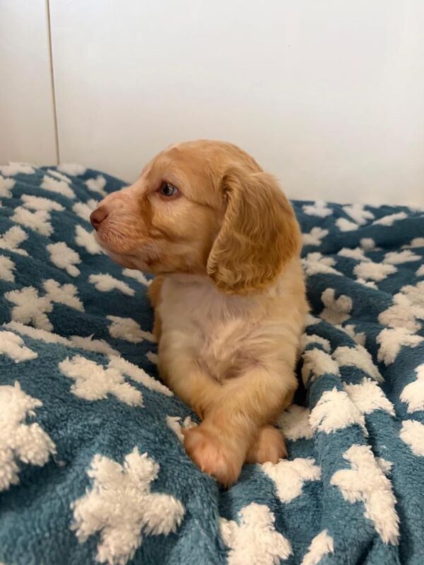 Cockapoo puppies - Image 2 of 4
