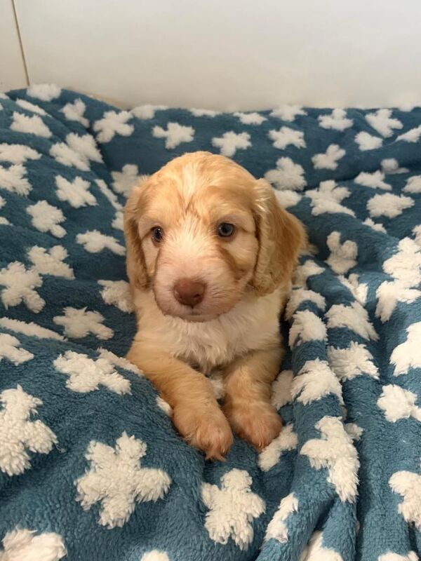 Cockapoo puppies - Image 3 of 4