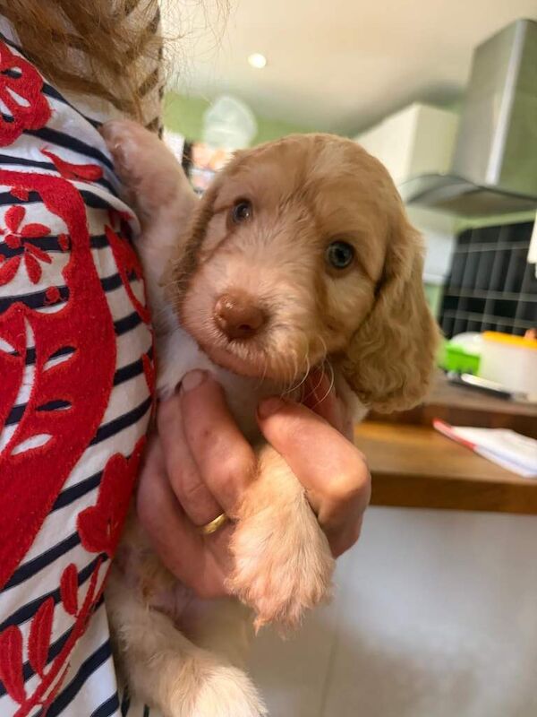 Cockapoo puppies - Image 4 of 4