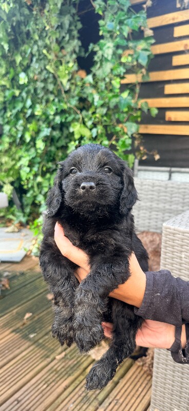 Cockapoo puppies