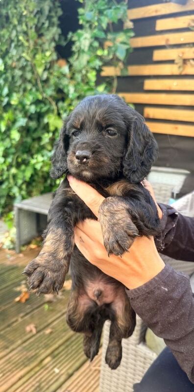 Cockapoo puppies - Image 2 of 4
