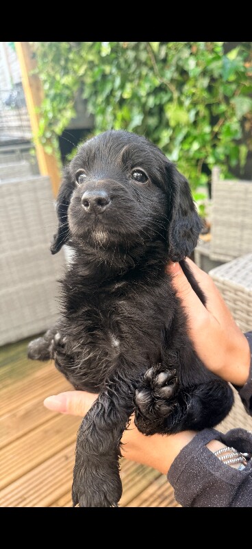 Cockapoo puppies - Image 3 of 4