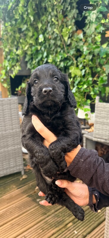 Cockapoo puppies - Image 4 of 4