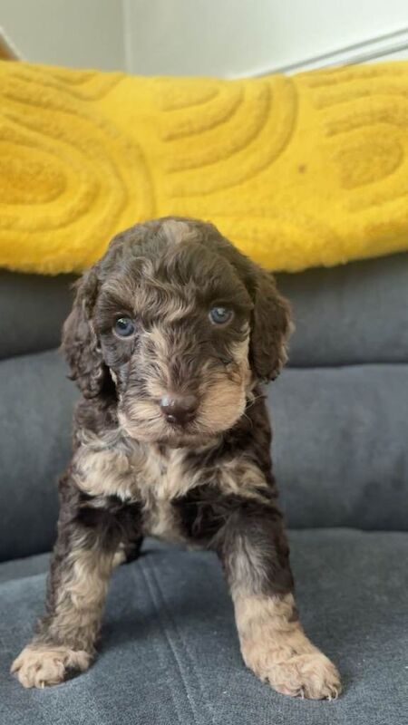 Cockapoo puppies