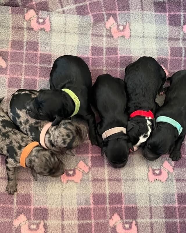 Cockapoo puppies