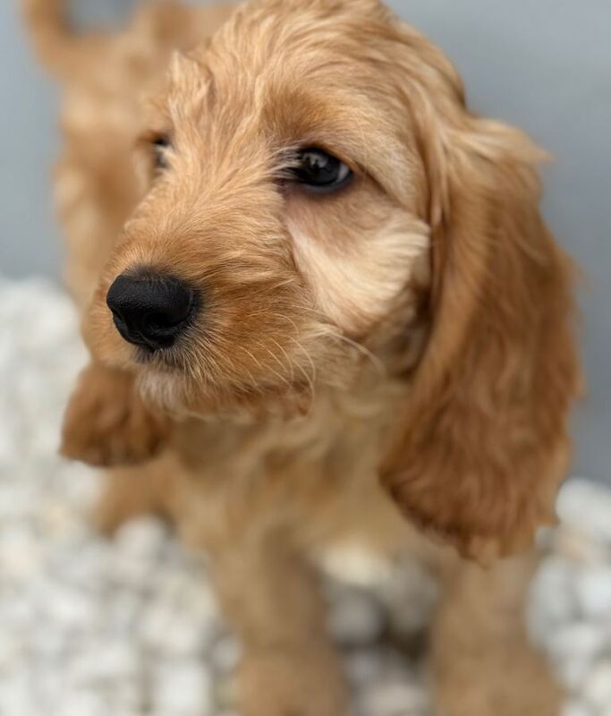 Cockapoo puppies