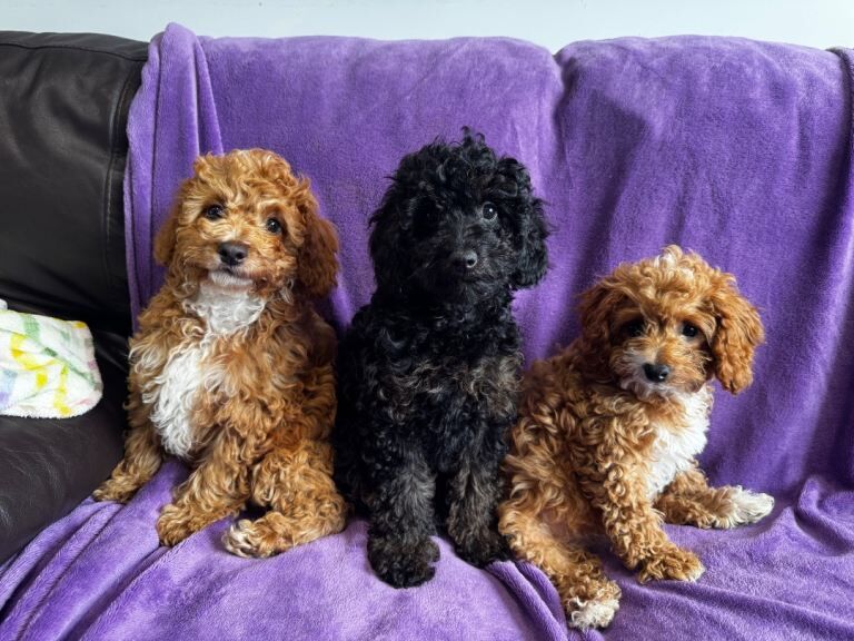 Cockapoo puppies