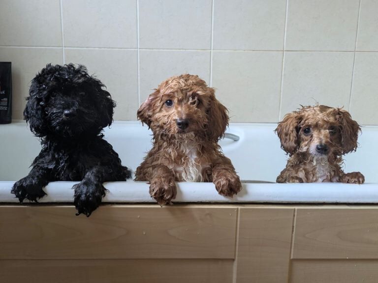 Cockapoo puppies - Image 2 of 4
