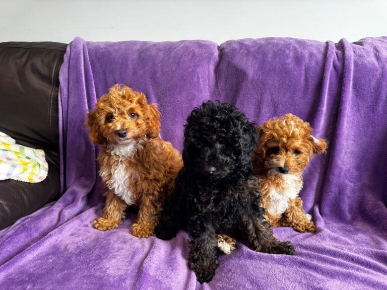 Cockapoo puppies - Image 3 of 4