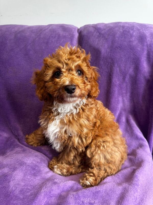 Cockapoo puppies - Image 4 of 4