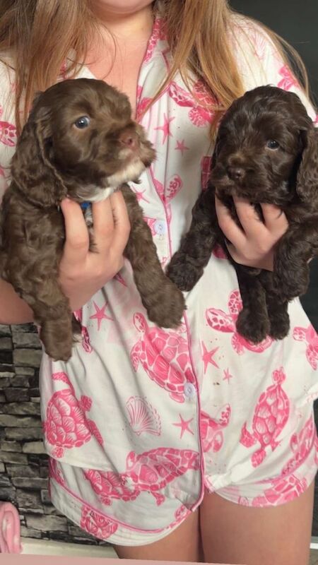 Cockapoo puppies