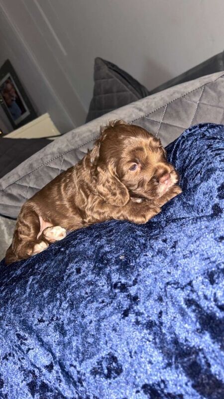 Cockapoo puppies - Image 2 of 4
