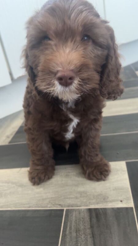 Cockapoo puppies - Image 3 of 4