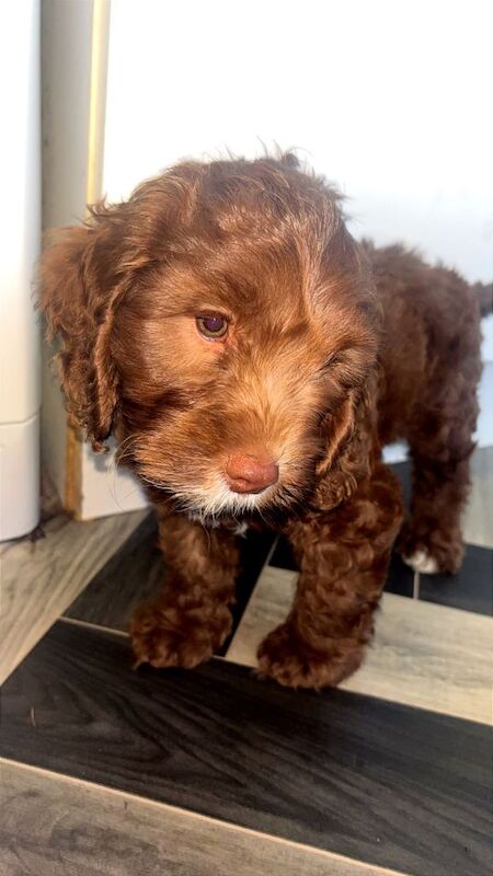 Cockapoo puppies - Image 4 of 4