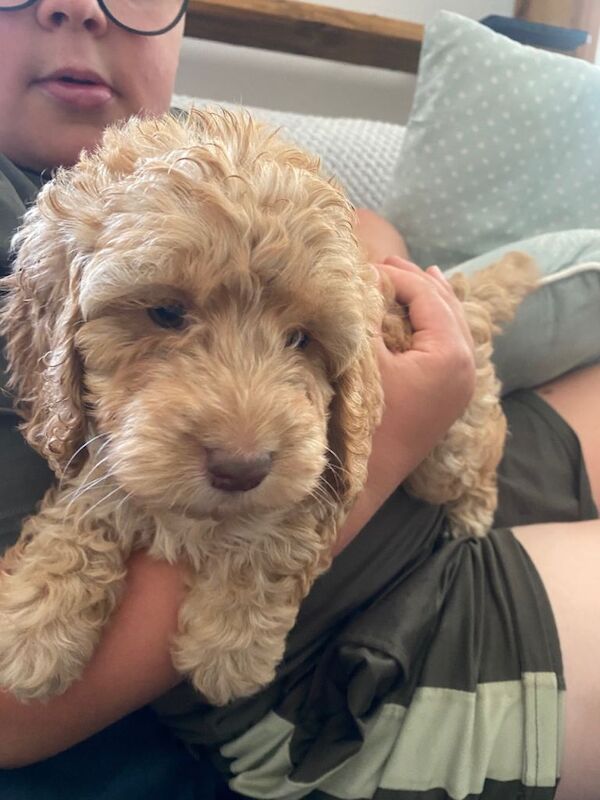 Cockapoo puppies