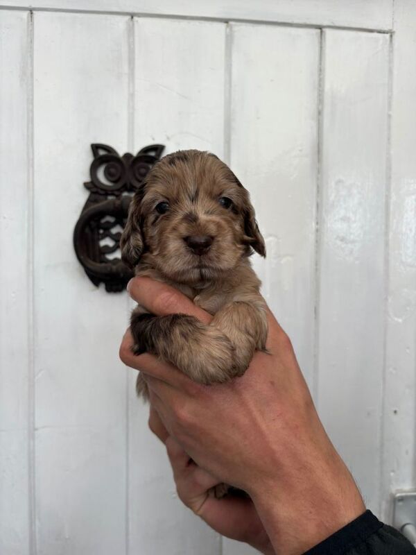 ⭐️cockapoo puppies⭐️