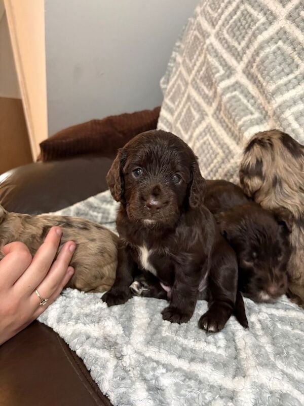 ⭐️cockapoo puppies⭐️ - Image 2 of 3