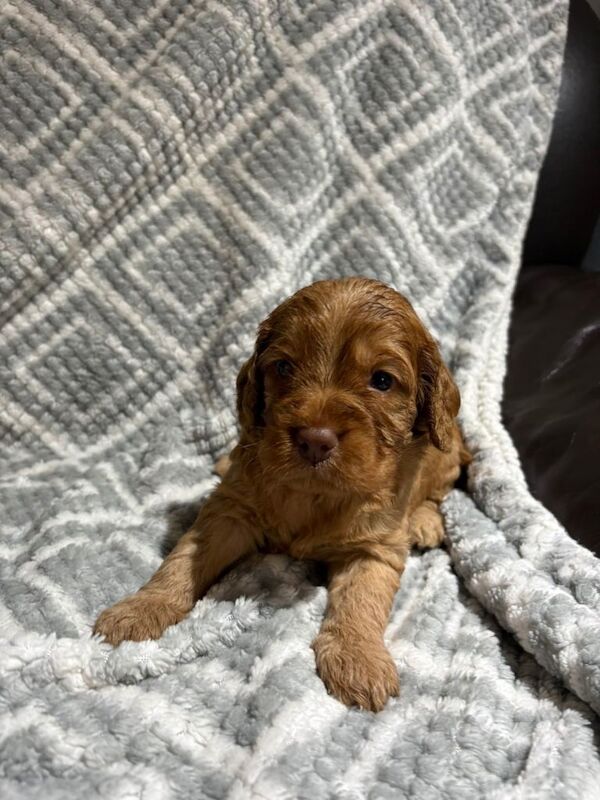 ⭐️cockapoo puppies⭐️ - Image 3 of 3