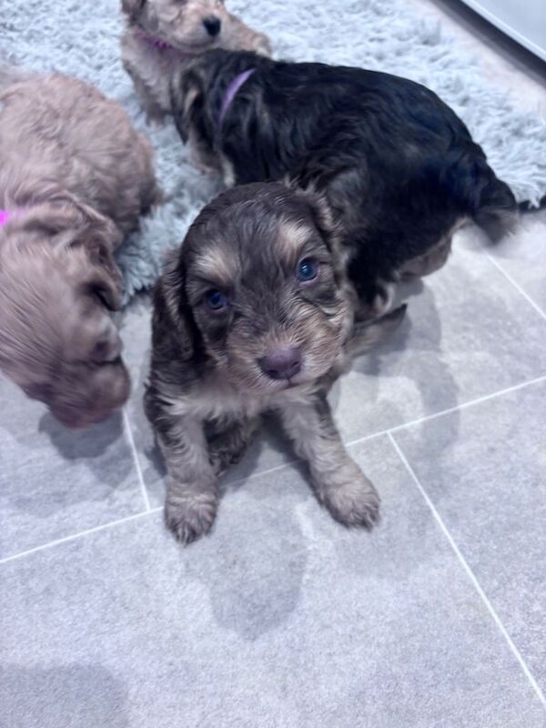 Cockapoo puppies - Image 2 of 4