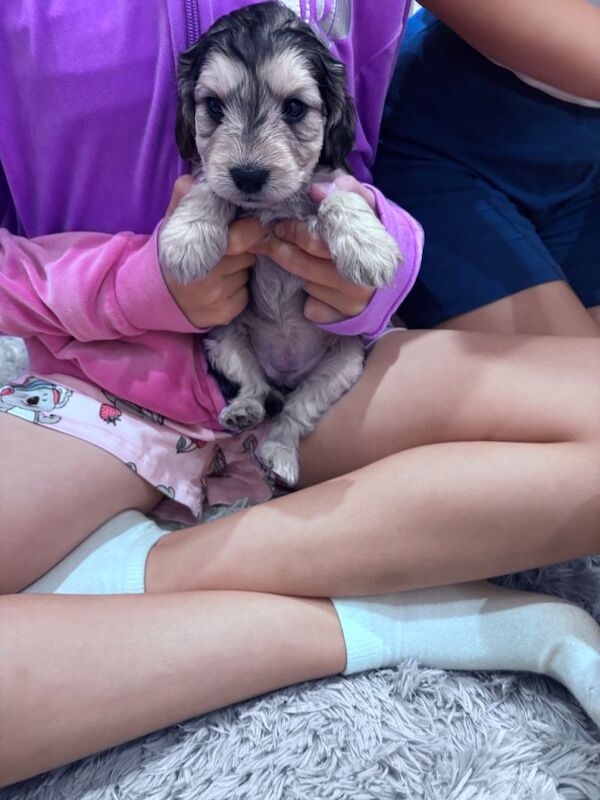 Cockapoo puppies - Image 3 of 4