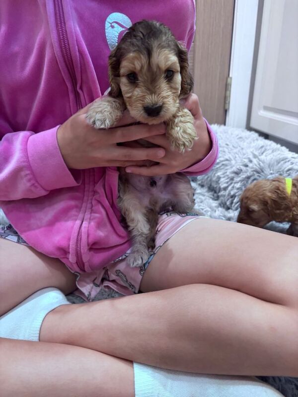 Cockapoo puppies - Image 4 of 4