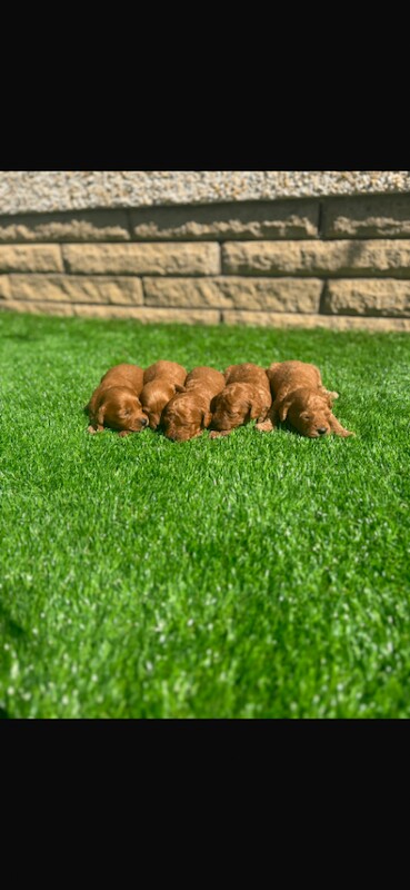 cockapoo puppies
