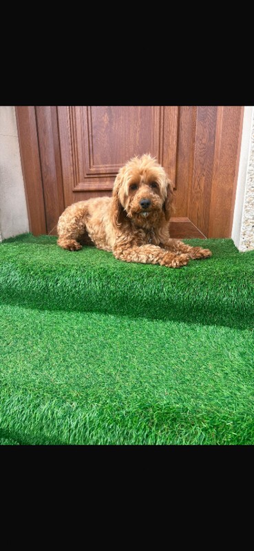 cockapoo puppies - Image 2 of 5