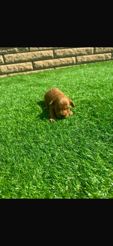 cockapoo puppies - Image 3 of 5