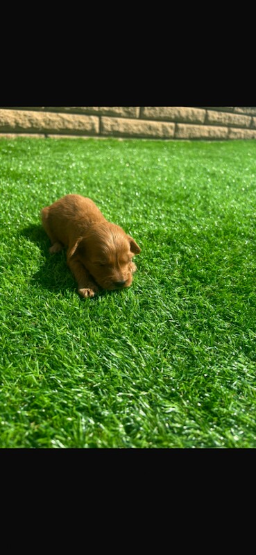 cockapoo puppies - Image 4 of 5