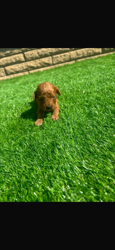 cockapoo puppies - Image 5 of 5