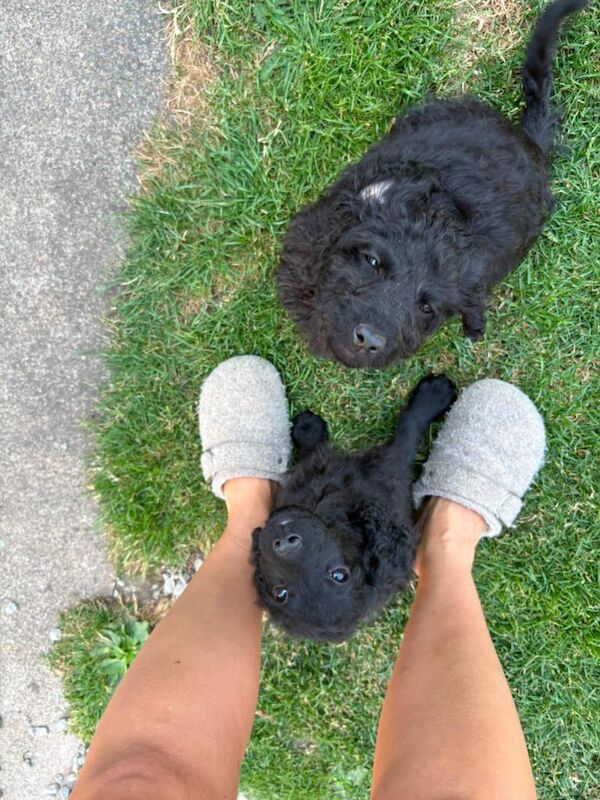 Cockapoo Puppies