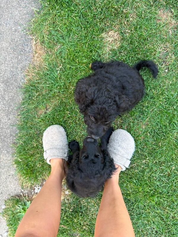 Cockapoo Puppies - Image 2 of 4