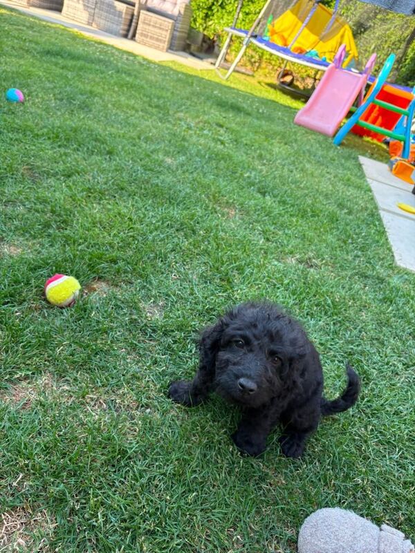 Cockapoo Puppies - Image 3 of 4