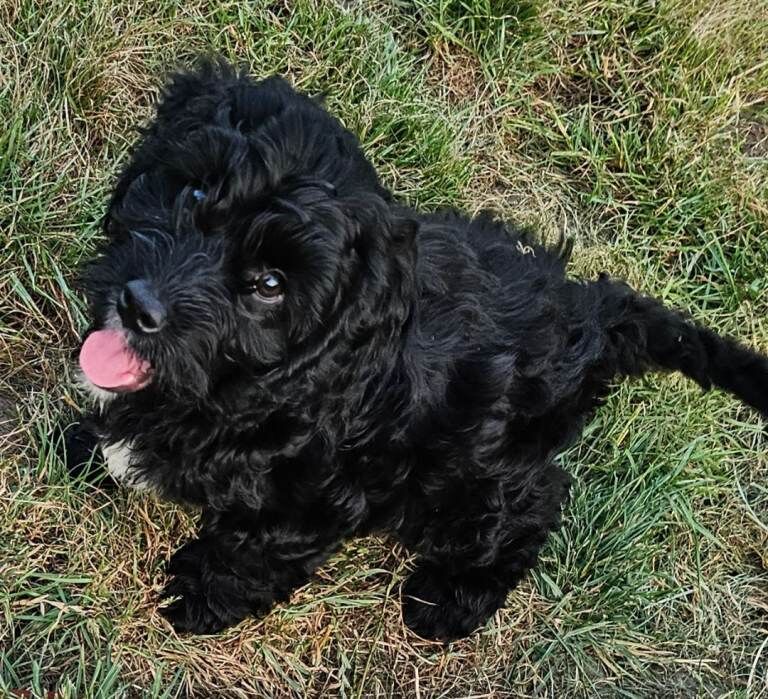 Cockapoo puppies