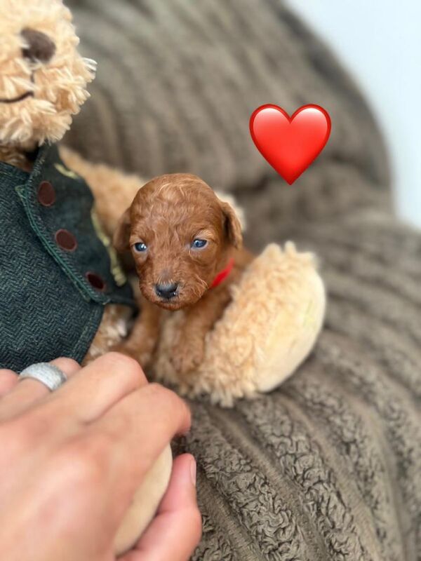 Cockapoo puppies - Image 2 of 6
