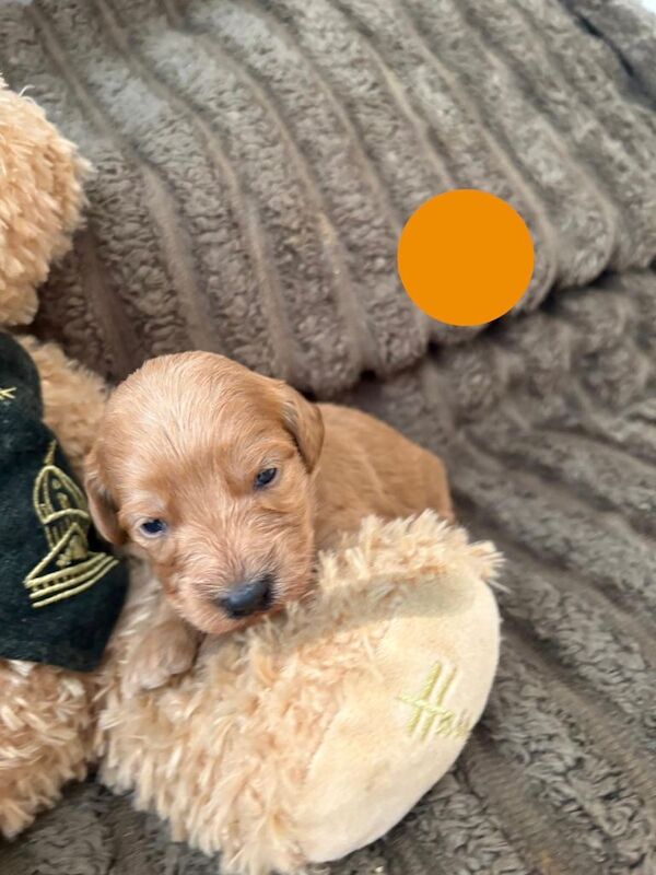 Cockapoo puppies - Image 4 of 6