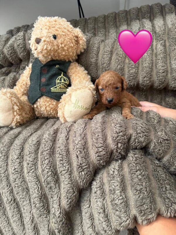 Cockapoo puppies - Image 5 of 6