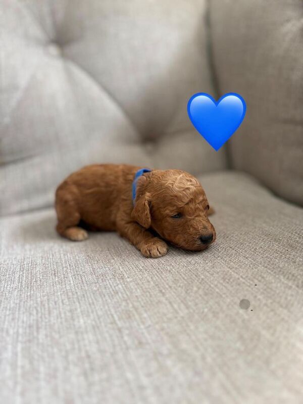 Cockapoo puppies - Image 6 of 6