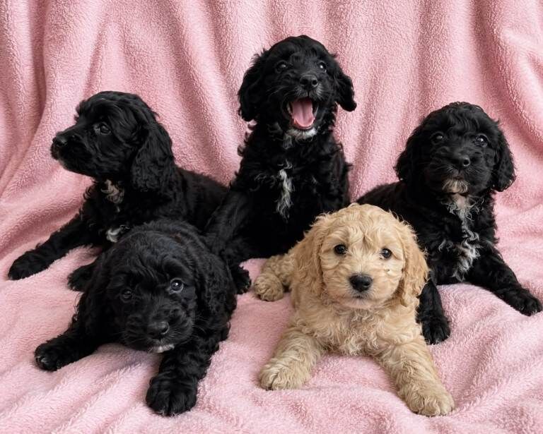 Cockapoo puppies
