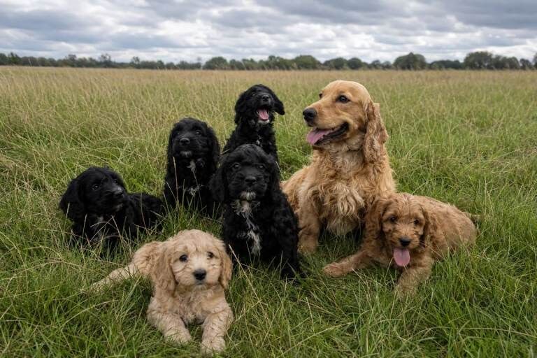 Cockapoo puppies - Image 2 of 4